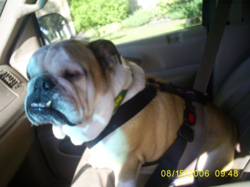 brutushisseatbelt.jpg